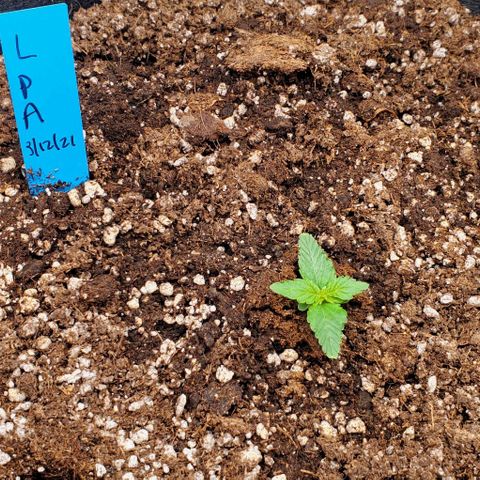 Representative Lemon growlog photo: 11:22 sexy
