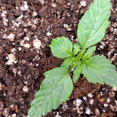 Senator Green growlog timeline photo