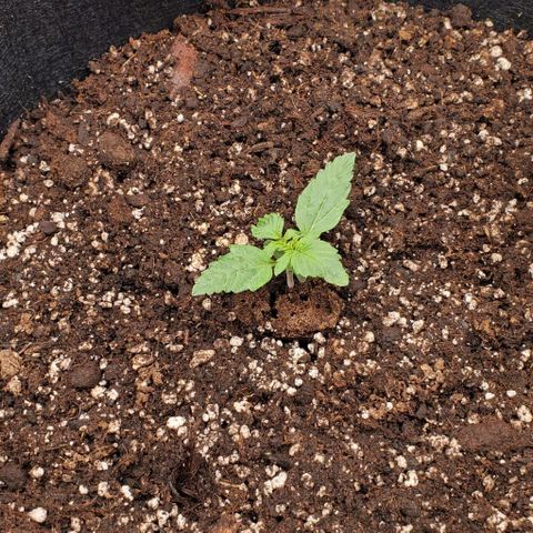 Senator Green growlog timeline photo