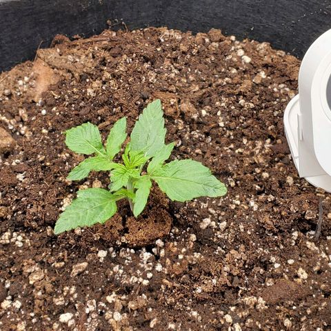 Senator Green growlog photo: Morning. Edges curling up