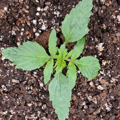 Senator Green growlog photo: Morning. Edges curling up