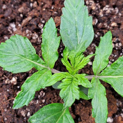 Senator Green growlog photo: Morning. Edges curling up