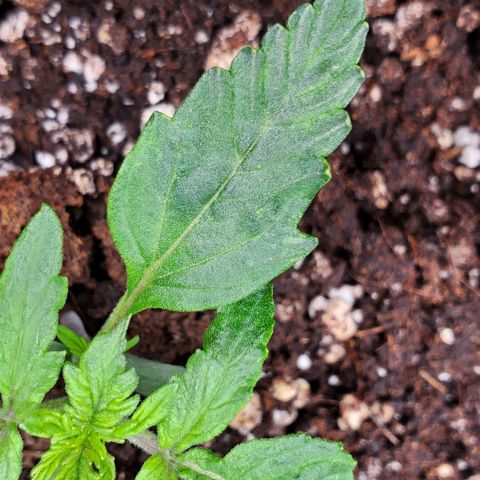 Senator Green growlog photo: Morning. Edges curling up