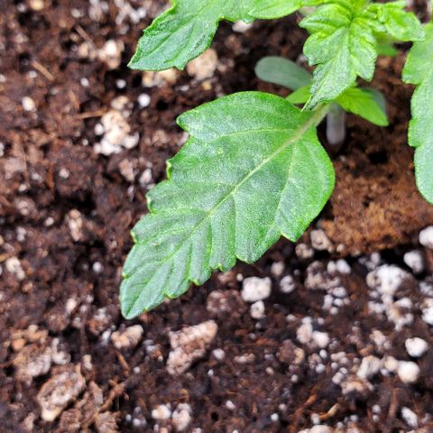 Senator Green growlog photo: Morning. Edges curling up