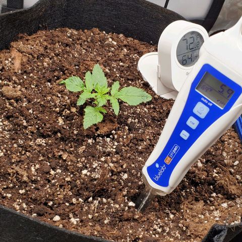 Senator Green growlog timeline photo