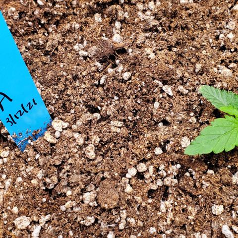 Representative Lemon growlog timeline photo