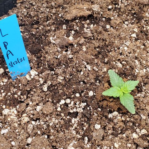 Representative Lemon growlog timeline photo