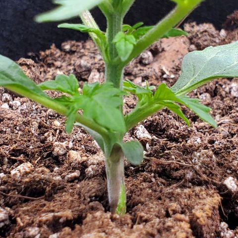 Senator Green growlog photo: Growing bigger now that I'm not cooking it. 