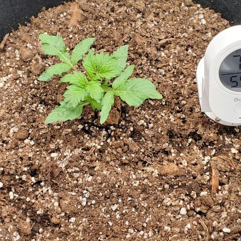 Senator Green growlog photo: Growing bigger now that I'm not cooking it. 