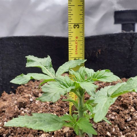 Senator Green growlog photo: Growing bigger now that I'm not cooking it. 