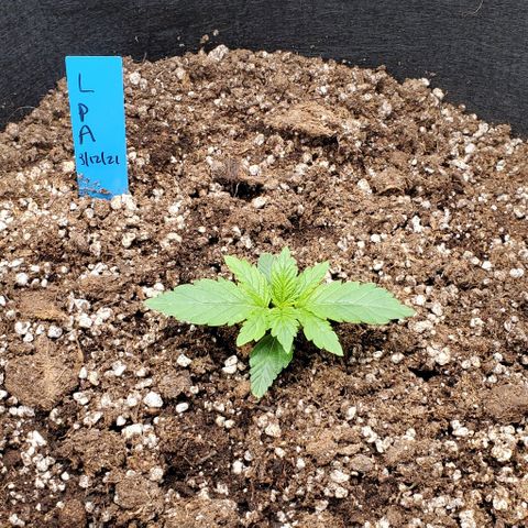 Representative Lemon growlog timeline photo