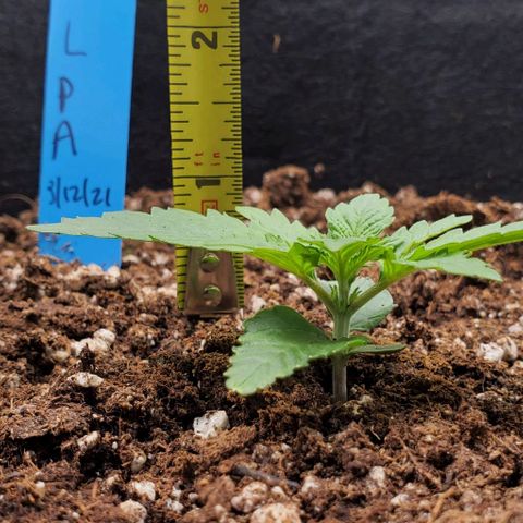 Representative Lemon growlog timeline photo