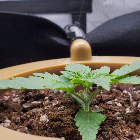 Representative Lemon growlog photo: AM