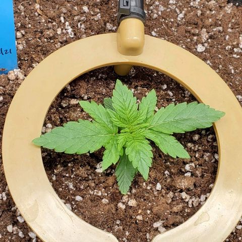 Representative Lemon growlog photo: AM