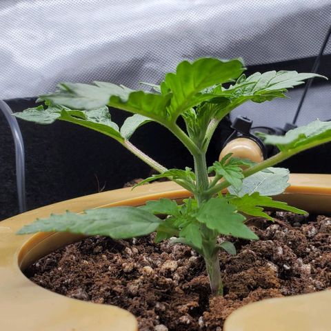 Senator Green growlog photo: AM
