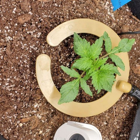 Senator Green growlog photo: AM