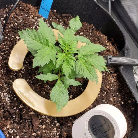 Senator Green growlog photo: PM