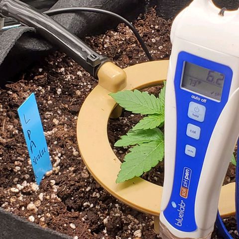 Representative Lemon growlog photo: Soil levels 6.2
