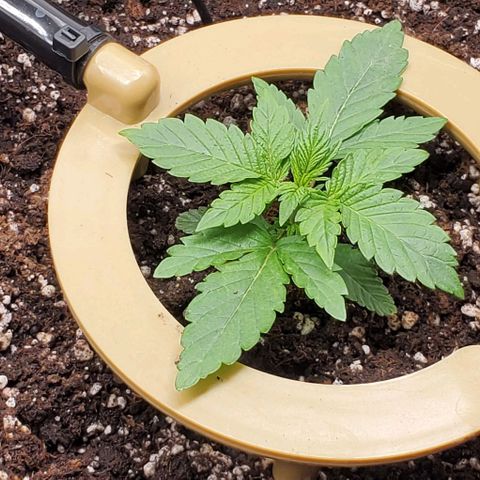 Representative Lemon growlog photo: PM