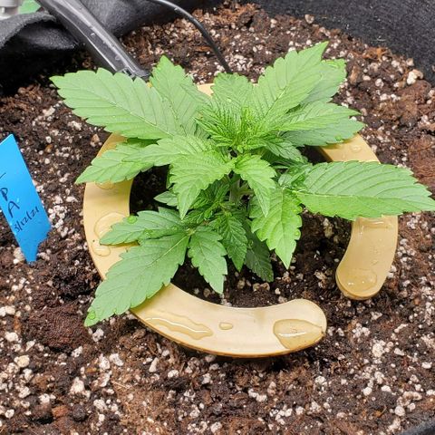 Representative Lemon growlog photo: AM