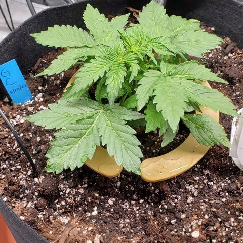 Senator Green growlog photo: AM