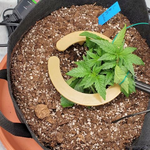 Representative Lemon growlog photo: LST AM PM photos I think. Also pruned one leaf. 