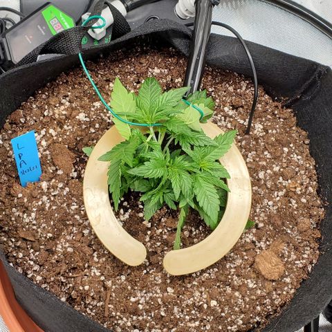 Representative Lemon growlog photo: LST AM PM photos I think. Also pruned one leaf. 