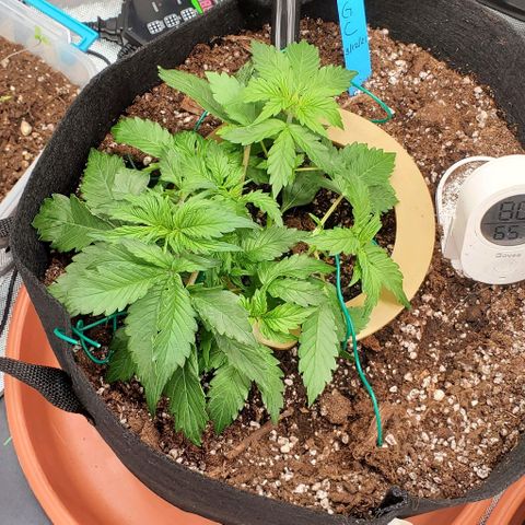 Senator Green growlog photo: LST AM PM photos I think. Also pruned 3 leaves