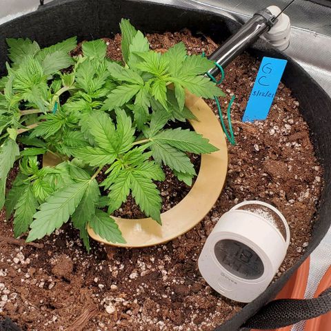 Senator Green growlog photo: LST AM PM photos I think. Also pruned 3 leaves