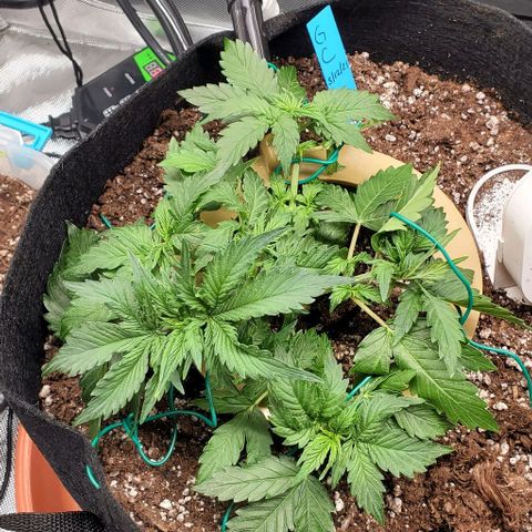 Senator Green growlog photo: Some trim and LST