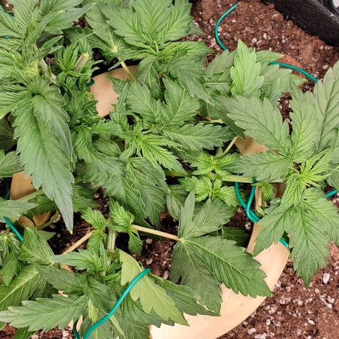 Senator Green growlog photo: Some trim and LST