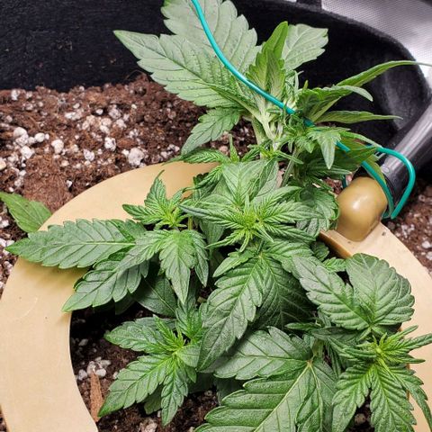 Representative Lemon growlog photo: Trim and lst