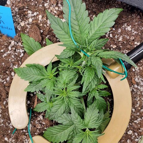 Representative Lemon growlog photo: Trim and lst