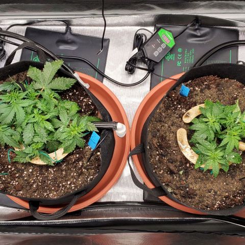 Representative Lemon growlog timeline photo