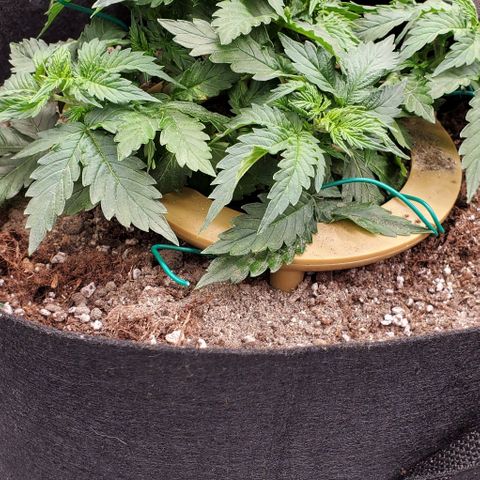 Representative Lemon growlog timeline photo