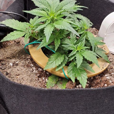 Representative Lemon growlog timeline photo
