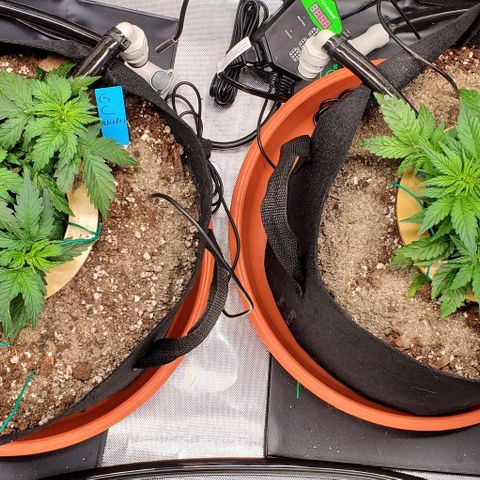 Representative Lemon growlog timeline photo