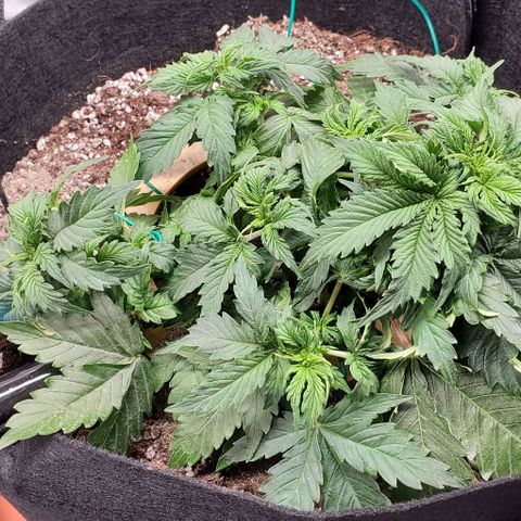 Senator Green growlog photo: PM