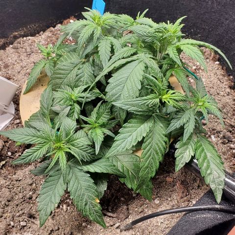 Representative Lemon growlog photo: PM