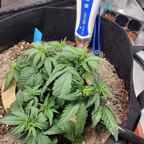 Representative Lemon growlog timeline photo
