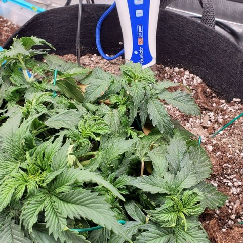 Senator Green growlog timeline photo