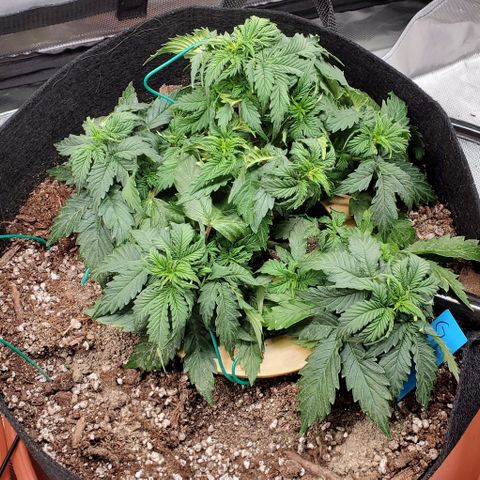 Senator Green growlog photo: Some flowering has begun. 