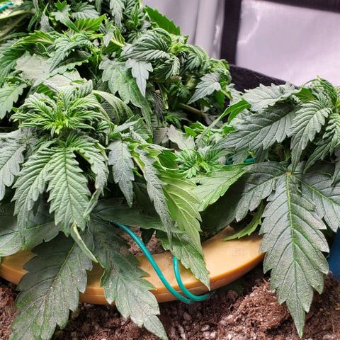 Senator Green growlog photo: Some flowering has begun. 