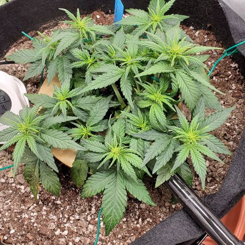Representative Lemon growlog photo: AM