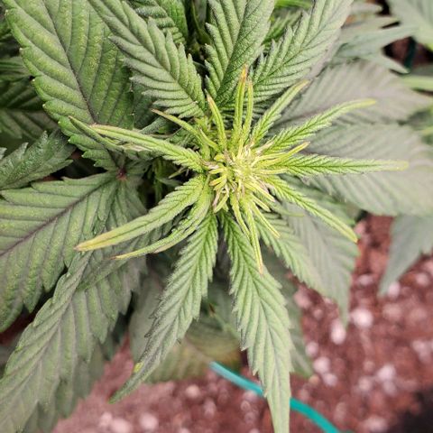 Representative Lemon growlog photo: AM