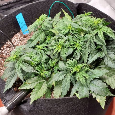 Senator Green growlog photo: AM