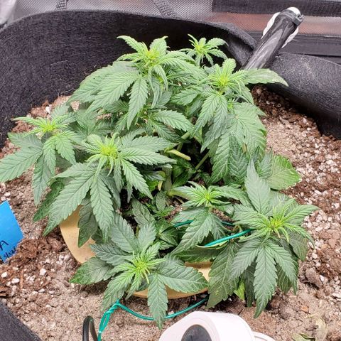 Representative Lemon growlog timeline photo