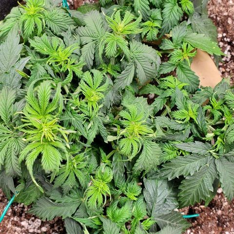 Senator Green growlog timeline photo