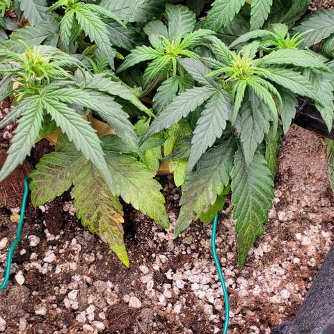 Representative Lemon growlog timeline photo
