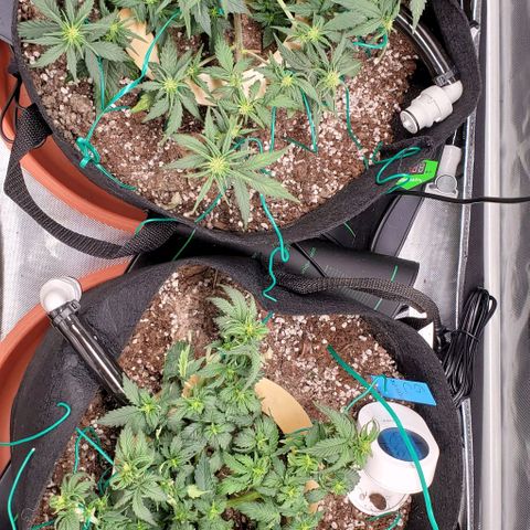 Representative Lemon growlog timeline photo